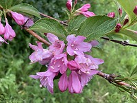 Weigelia
