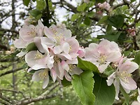 Appelbloesem