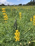 Gele lupine