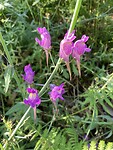 Linaria triornithophora