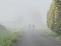 Mist
