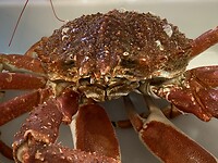 Krab