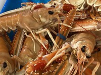 Langoustines