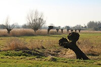Wageningse uiterwaarden