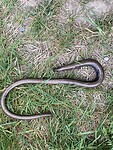 Hazelworm warmt zich op