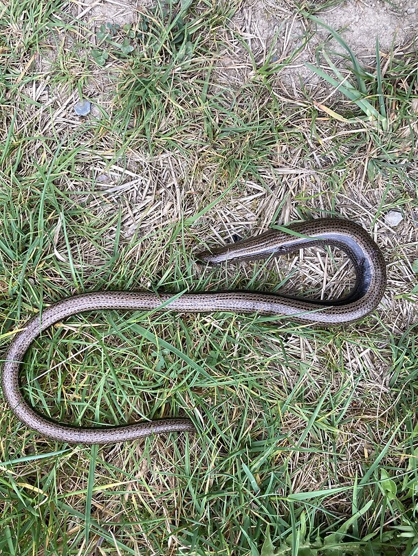 Hazelworm warmt zich op