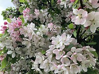 Malus