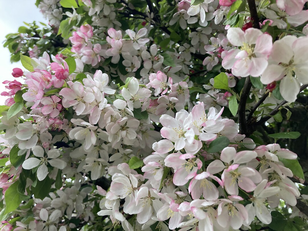 Malus
