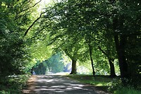 Groen doorkijkje