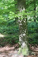 Schaduwrijk bos