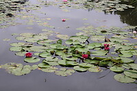 Waterlelies