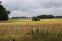 Bovensmilde