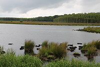 Esmeer in het Fochteloerveen