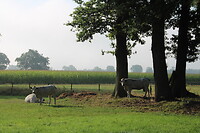 Nieuwsgierig worden we aangekeken