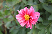 Dalia