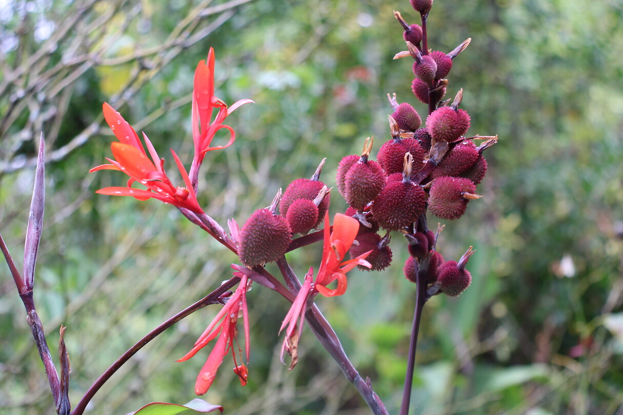 Indisch Bloemriet