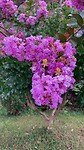 Lagerstroemia indica