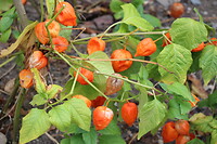 Lampionplant