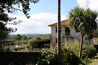 Palmbomen