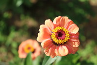 De zinnia bloeit nog uitbundig
