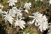 Stermagnolia