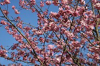 Japanse sierkers