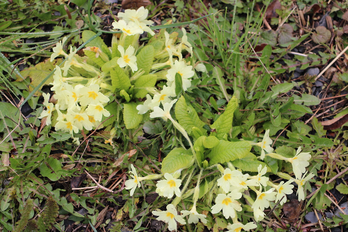 Primula’s