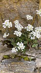 Randjesbloem
