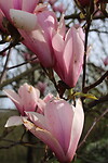 De magnolia bloeit nog
