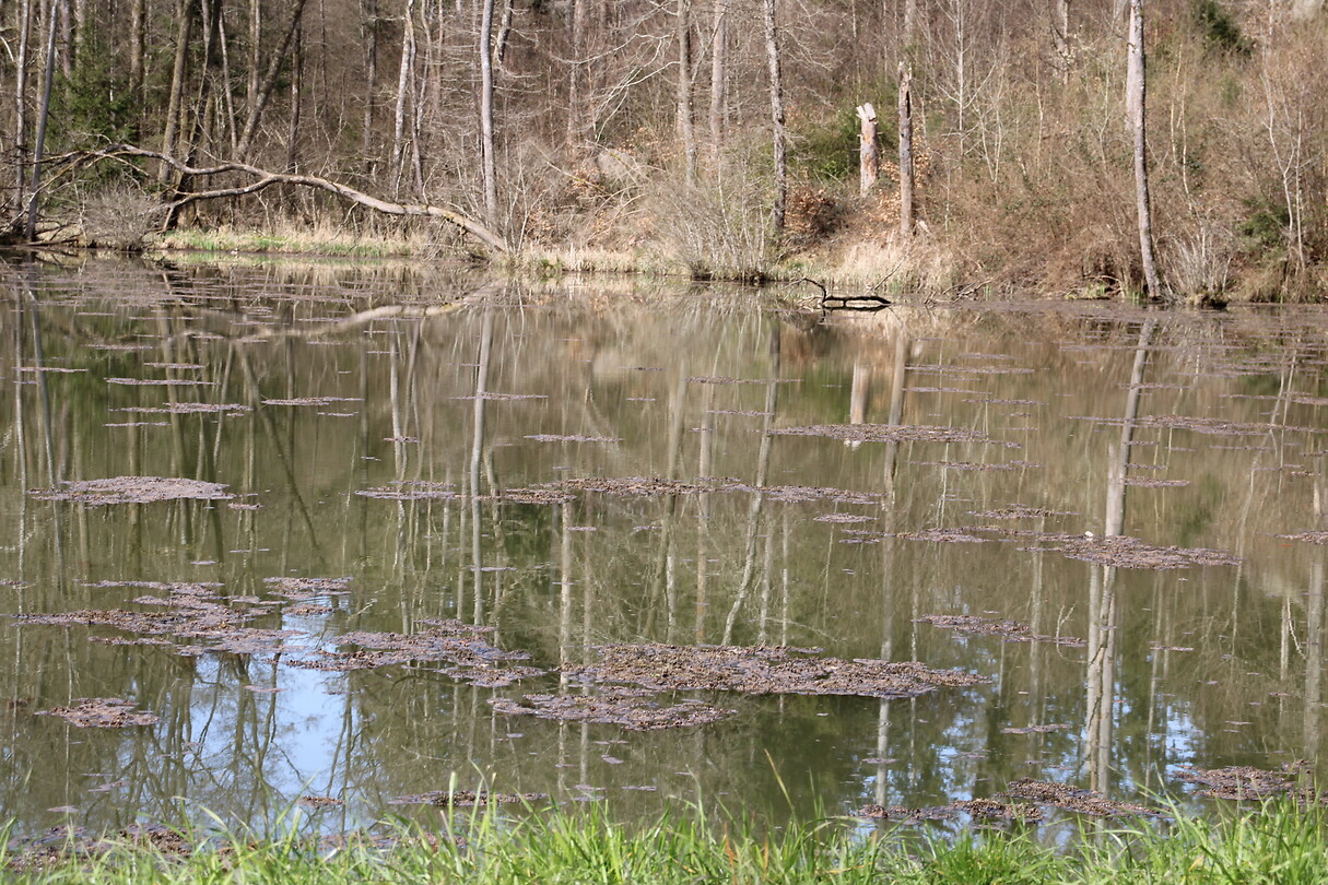 Bosmeertje