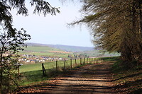 Aan de bosrand