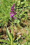 Mannetjesorchis