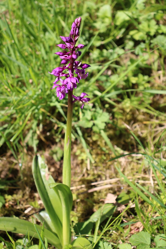 Mannetjesorchis
