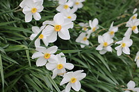 Narcissen nog in volle bloei