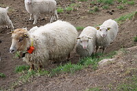 Mekkerende schapen in een dik wolletje