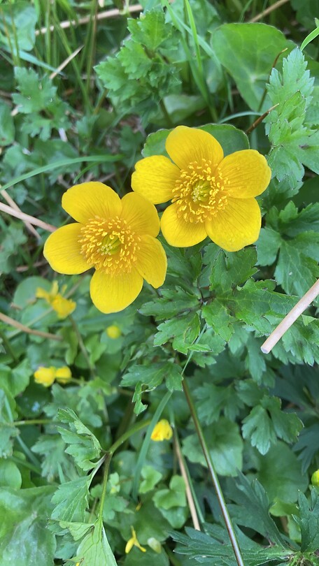 Dotterbloemen