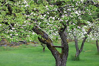 Bloeiende appelbomen