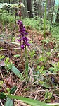 Mannetjesorchis