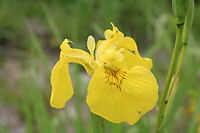 Iris