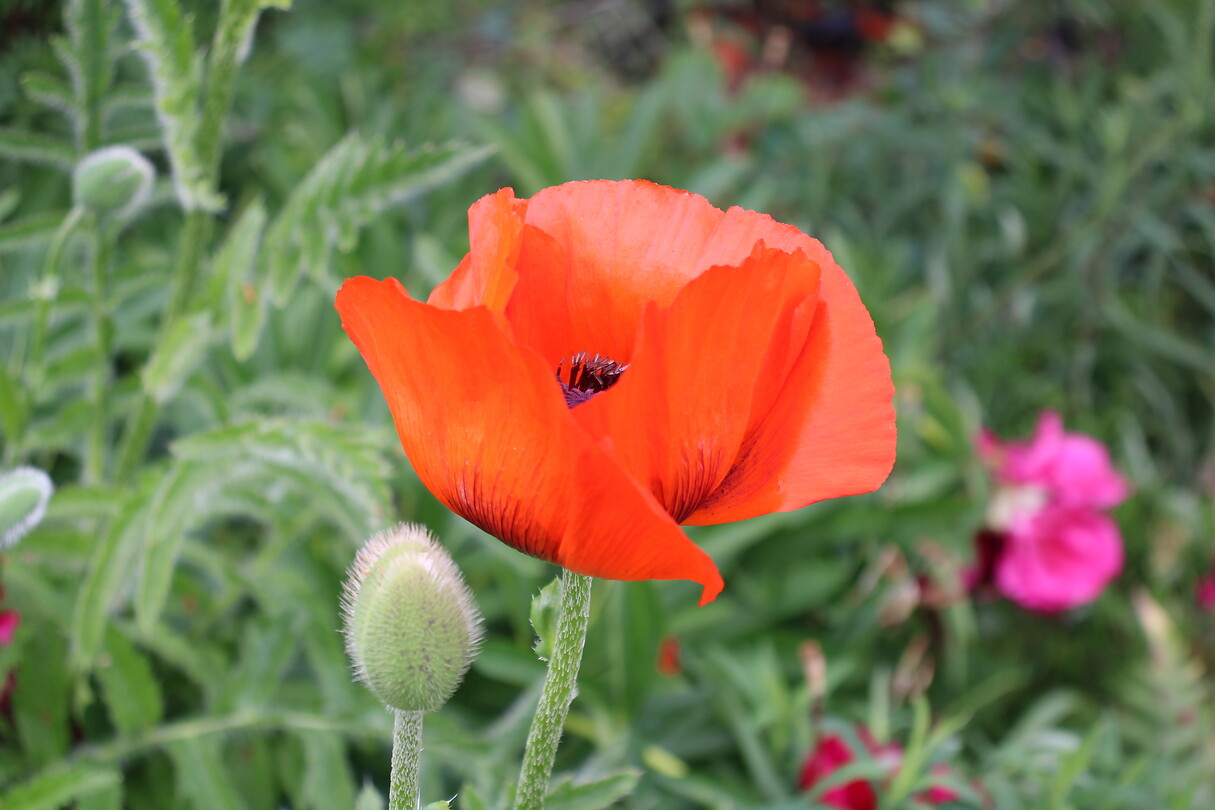 Papaver