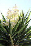 Bloeiende palmboom