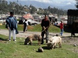 SAM_3599