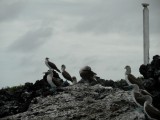 SAM_3747