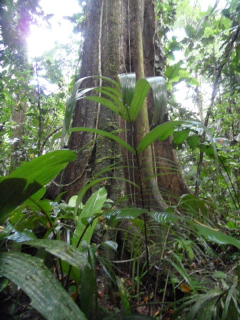 Walking Tree