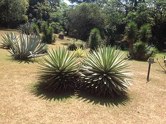 De yucca's
