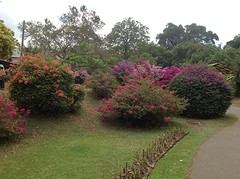 Bougainville