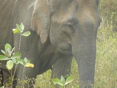 olifant in het nationaal park