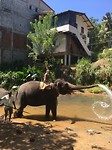 Op de olifant