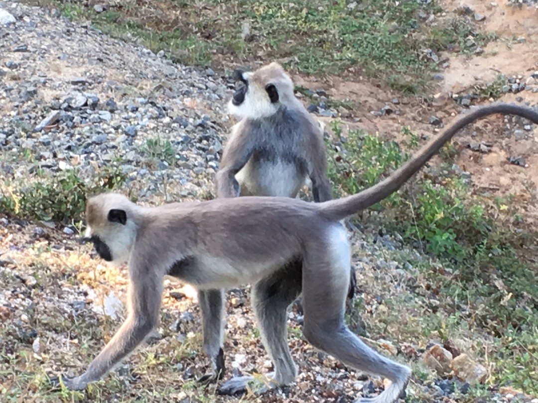 Apen