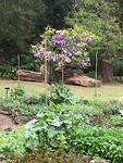 Botanische tuin
